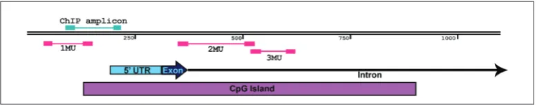 Fig. 1. Relative expression level of Cxcl12 in control NIH3T3 cells (mock-treated with DMSO), NIH3T3 cells treated with 15 µM 5-aza and PARP−/− cells (n = 5) measured by RT-qPCR