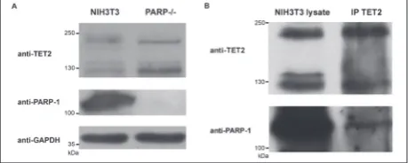 Fig. 4. ChIP-qPCR analysis of RNA pol II and TET2 occupancy at the Cxcl12 promoter in NIH3T3 and PARP-/- cell lines (n=2)