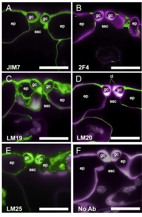 Figure 1. Guard Cells Show Speciﬁc Patterns of Wall Epitopes(A) Ubiquitous presence of pectin in cell walls