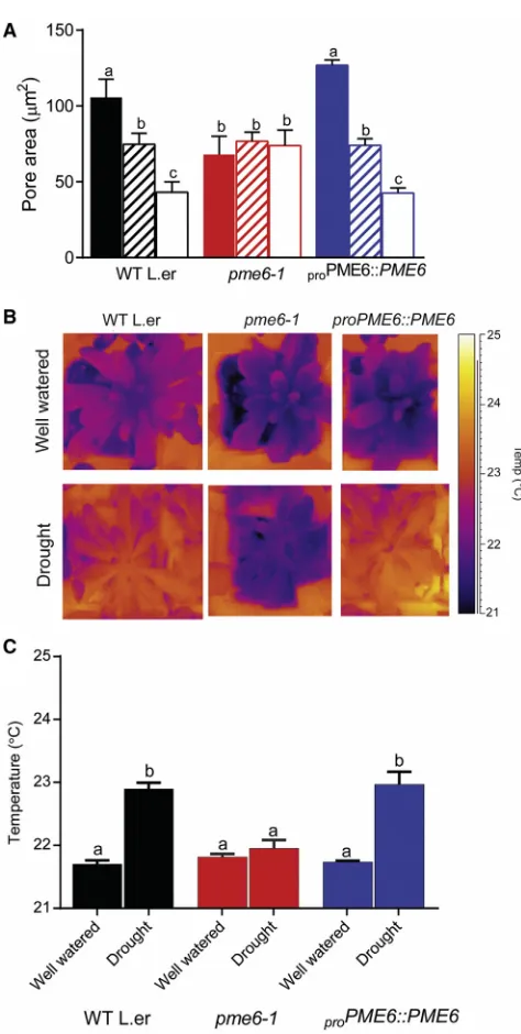 Figure 3. pme6-1 Plants Have Altered Guard Cell Physiology and