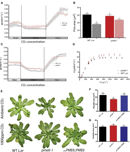 Figure 4. pme6-1determined by ANOVA and a post hoc Tukey test. Columns indicated with identical letters cannot be distinguished from each other (p < 0.01, n = 3, with 40stomata counted from a total of four plants, repeated on 3 consecutive days)