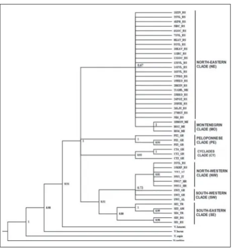 Fig. 1. Phylogenetic analyses of 16S rRNA sequences from 47 sam-ples of Vipera ammodytes including four outgroup sequences from Vipera aspis, Vipera latastei, Vipera berus and Montivipera xan-thina