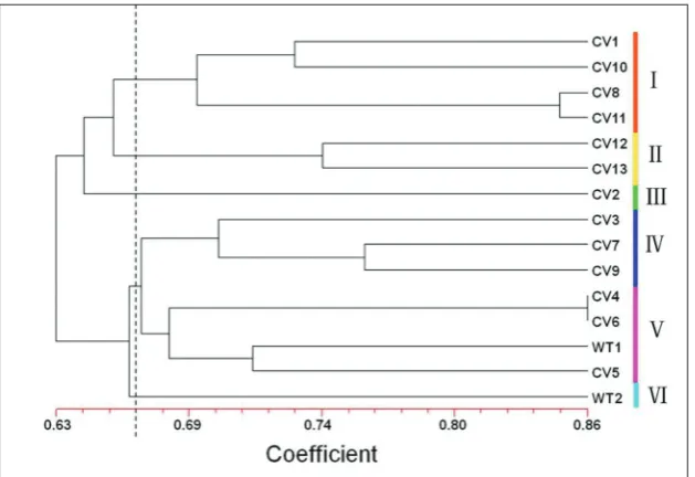 Fig. 3. Dendrogram of different medici-nal chrysanthemum varieties. The tree was derived from genotype data from 36 EST-SSR loci