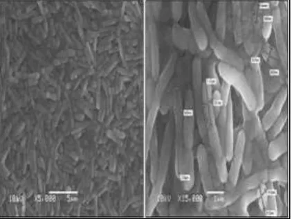 Fig. 1: Spore formation by Bacillus cohnii grown in mineral medium with sodium citrate as growth substrate