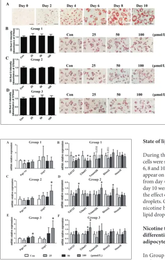 Fig. 3. The effect of nicotine on the gene expression of beige-related genes at different differentiation stages