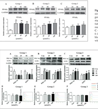 Fig. 4. The effect of nicotine on the protein expres-sion of peroxisome proliferator-activated receptor gamma (PPARγ) protein at different differentiation stages