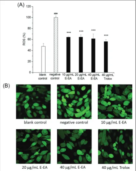 Fig. 3. Effect of E-EA on intracellular ROS generation in UVB-induced HFF-1 cells. A – ROS level was measured using a multi-mode microplate reader
