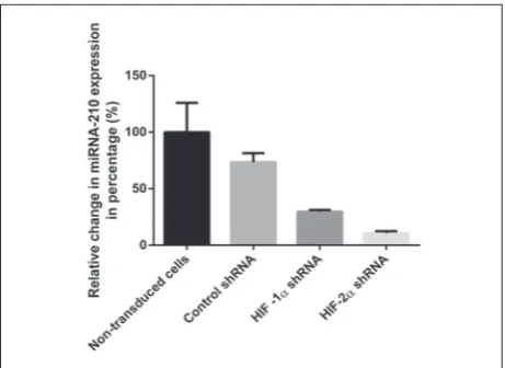 Fig. 2. Time-related differences in the expression of miRNA-210 in MStroC derived from adult human healthy bone-marrow samples