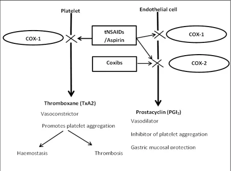 Figure 1. Effects on cyclooxygenase inhibition on vascular system and gastric mucosa 