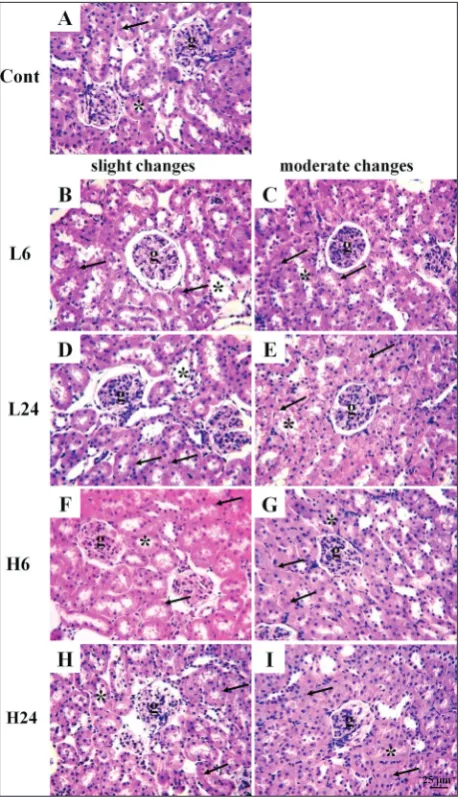 Fig. 4. Morphological changes in kidney. Number of animals with slight and moderate changes at the level of proximal tubules and tubular epithelial cells