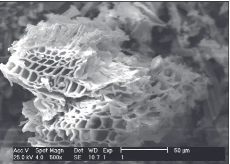 Fig. 2. SEM image of the porous structure of biochar.