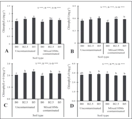 Fig. 5. Mean and standard deviation of Chl a, b, a+b, and a/b (A, B, C, and D, respectively) of white willow seedlings induced by biochar treatment, grown in clean and mixed HM-contaminated soils from three replicates