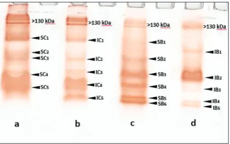 Fig. 1. Modified SDS-PAGE of POX isoforms: a – maize soluble fraction; b – maize ionically cell wall-bound fractions; c – bean soluble fraction; d – bean ionically cell wall-bound fractions