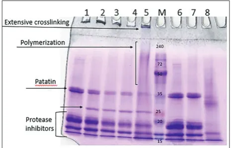Fig. 2. SDS-PAGE patterns of bean sPOX-polymerized potato protein. M – molecular weight markers; lanes 1-5 – potato protein with sPOX and 50 mM H2O2 at 0, 60, 300 min and 12h, respectively; lanes 6-7 – potato protein without bean sPOX at 0 and 300 min, respectively; lane 8 – bean sPOX extract.