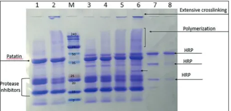 Fig. 4. SDS-PAGE patterns of HRP-crosslinked potato protein. M – molecular weight markers; lanes 1-4 – potato protein with HRP and H2O2 at 0, 60, 180 min and 300 min, respectively; lanes 5-6 – potato protein without HRP at 0 and 300 min, respectively; lanes 7-8 – HRP at 0 and 300 min, respectively.