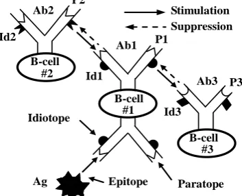 Fig. 1. The hypothesis of idiotypic immune network. 