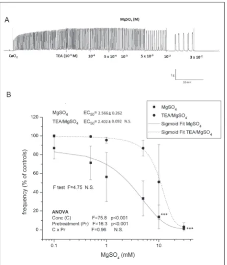 Fig. 4. The effect of MgSO4 on contractile activity of uteri pretreated with TEA. Graphs show original traces for: A – Ca2+-stimulated active uteri pretreated with TEA