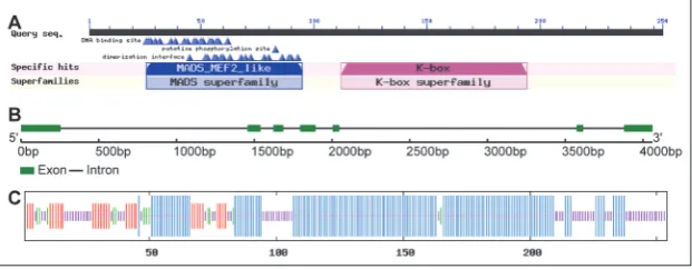 Fig. 1. Characterization of the CsMADS24 gene and deduced CsMADS24 protein. A – Amino acid sequence-based CDD search of the CsMADS24 protein
