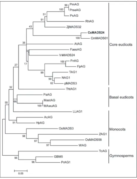 Fig. 2. Sequence alignment of CsMADS24 protein with other AG orthologs from different plant species