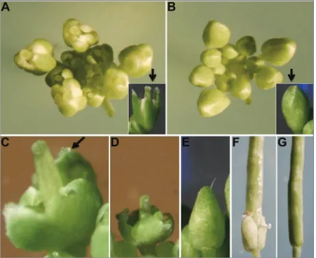 Fig. 4. Expression patterns of CsMADS24 during different flower developmental stages in cucumber