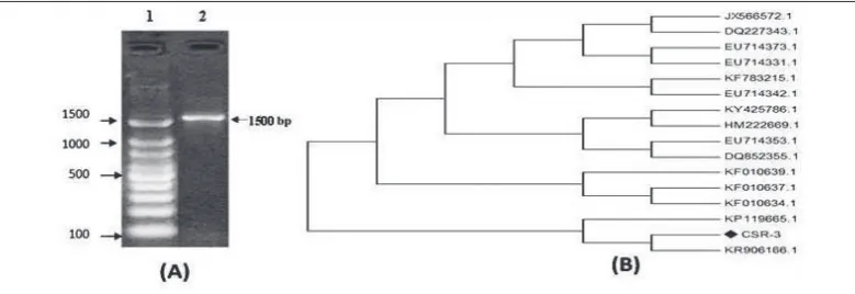 Fig. 1. Identification of bacterial endophyte. A – 1.2% Agarose gel electrophoresis showing the single band of 1500 bp of the 16S rDNA amplicon