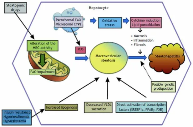 Fig. 1: Schematic representation of drug-induced hepatic steatosis. [11] 