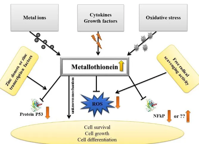 Fig. 2: Stimuli of MT expression and possible downstream effects [54]