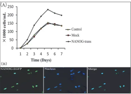 Fig. 1. Expression of human NANOG in HFSFs. A – NANOG plas-mid (GFP and pcDNA3.1) construction