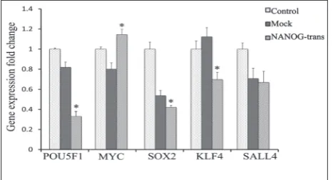 Fig. 3. – the control-untreated HFSFs. Mock – the empty pcDNA3.1 vector-transfected HFSFs