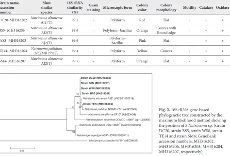 Fig. 2. 16S rRNA gene-based phylogenetic tree constructed by the 