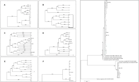 Fig. 2. Neighbor-joining phylogenetic tree according to 16S rRNA gene sequencing of the chosen isolates from six different producers of Pis.