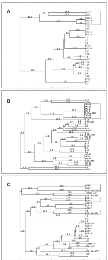 Fig. 4. Dendrograms obtained by UPGMA analysis of the tested isolates from producers 1 (A), 3 (B) and 4 (C) after using GTG5 PCR