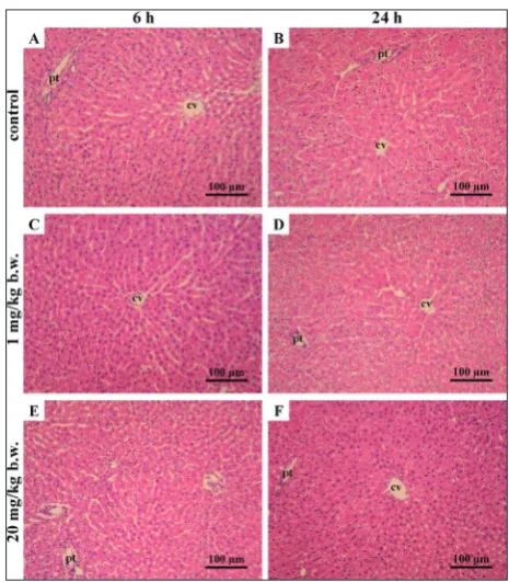 Fig. 2. Micrographs of rat liver after PAS-staining. Differences capitated after 6 h (H6) – and after 24 h (C24) – 1 mg/kg b.w., decapitated after 6 h (L6) – – staining, magnification: 400x