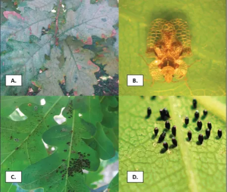 Fig. 1. The adaxial (upper) leaf surface of C. arcuata-infested  Q. robur plants. Chlorotic discoloration (A), adults (B), nymphs (C) and egg clusters (D) on the leaves of infested plants.