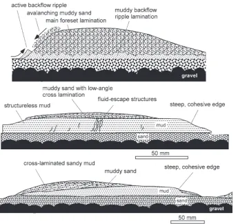 Fig. 9. Examples of bedforms generated 