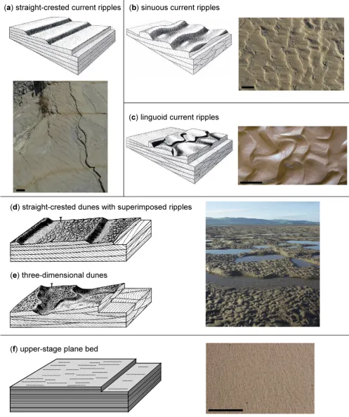 Fig. 3. Schematic drawings and examples of current-generated bedforms in non-cohesive sediment