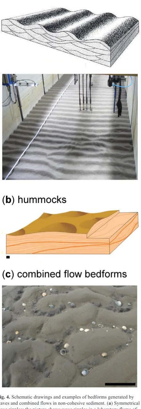 Fig. 4. Schematic drawings and examples of bedforms generated by long. Drawings are modified after Blatt waves and combined flows in non-cohesive sediment