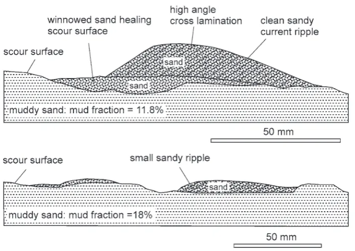 Fig. 7. Field examples of primary current stratification. (line) and climbing cross-lamination generated by current ripples (above white line) in a turbidite (Aberystwyth Grits Formation, west Wales, UK)