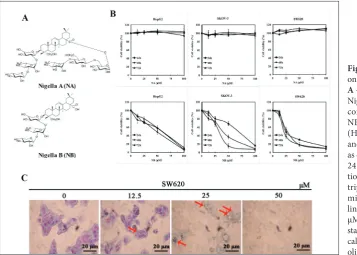 Fig. 1. The influence of NA and NB on cell proliferation and morphology. A – Structures of Nigella A (NA) and Nigella B (NB)