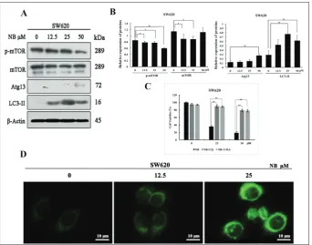 Fig. 2. NB induced mild apoptosis in SW620. A – Apoptosis analysis after 48 h of exposure to NB in SW620 cells
