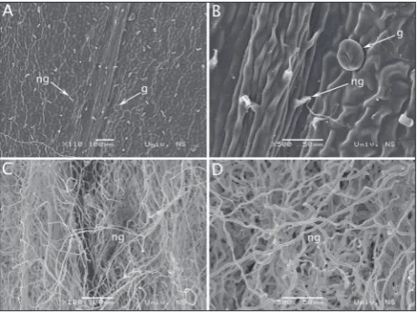 Fig. 1. Scanning electron micrographs of the adaxial and abaxial leaf blade of Amphoricarpos elegans