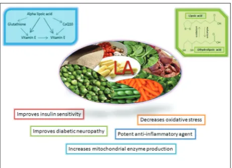 Fig. 1. LA structure and effects. LA and its reduced form DHLA, with the most prominent functions related to insulin sensitivity, diabetic neuropathy, oxidative stress (LA increases intracellular GSH and regenerates ascorbic acid, vitamin E and coenzyme Q10), inflammation and mitochondrial metabolism.