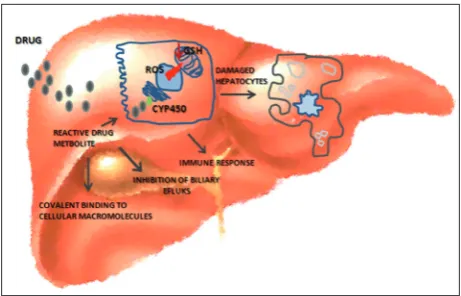 Fig. 4. Drug-induced liver injury. Drug or reactive drug metabolite induce the expression of cytochrome P450 enzymes which gener-ate ROS and in turn covalently bind to cellular macromolecules, cause GSH depletion, impair mitochondrial function, inhibit bil