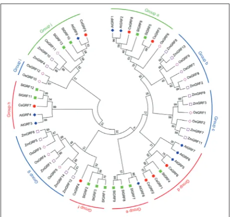 Fig. 2. Phylogenetic tree of GRF proteins from cucumber, Ara-bidopsis, tomato, rice and maize
