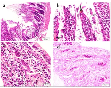 Figure 5: Small intestinal sections of Group I (Control) showing:a- Mucosa with its characteristic villi (v) and crypts, submucosa and musculosa (m)