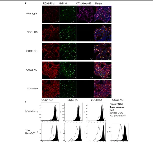 FIGURE 6 | COG KO cells are altered for the binding of RCA-I and CTxB to plasma membrane