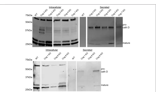 FIGURE 7 | Retrograde trafﬁcking of SubAB is impaired in COG subunit KO cells. (A) Time course of SubAB-dependent cleavage of GRP78 in control andCOG KO cells