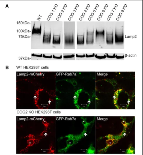 FIGURE 9 | Lamp2 is hypoglycosylated in COG subunit KO cells, butstill localizes to lysosome like structures