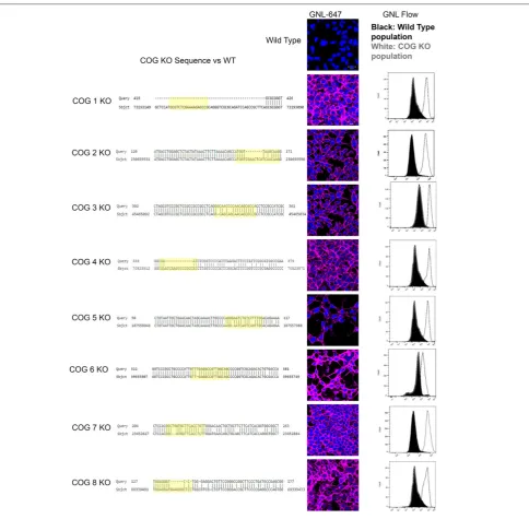 FIGURE 1 | COG KO validation. Left column: Sequence alignment of mutant and control DNA