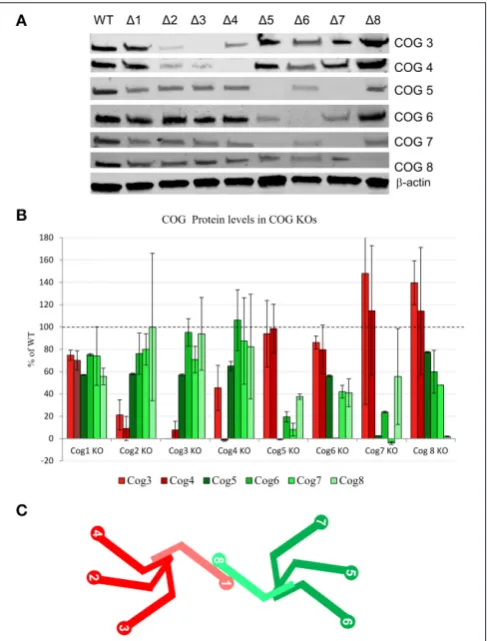 FIGURE 3 | COG protein stability upon loss of other COG proteins. (A)